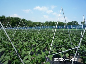 2010.7.21 ?