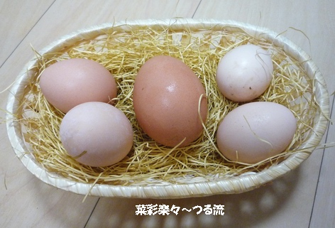 2010.12.17 うこっけいブログ.jpg