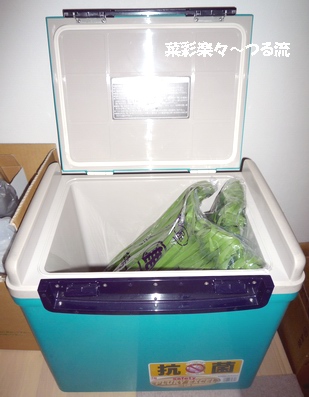 2011.1.19 ニラ.jpg