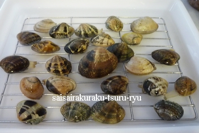 あさり P1300368.jpg
