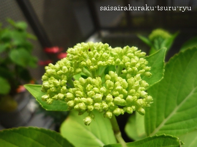 あじさい01 P1250842.jpg