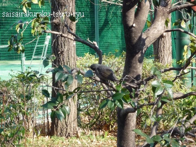 むくどり P1280974.jpg