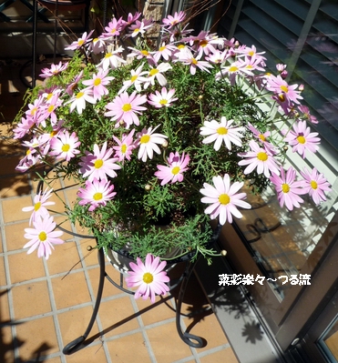 春の花01ブログ P1170058.jpg