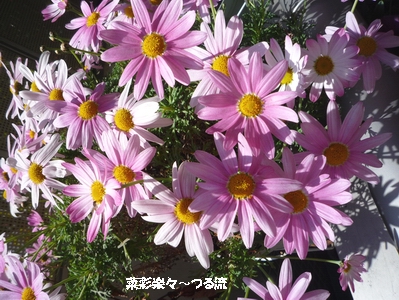 春の花02ブログ P1170056.jpg