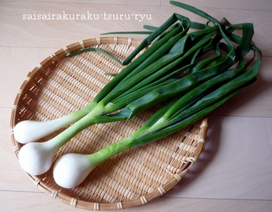 葉玉ねぎ3 P1240910.jpg