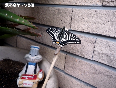 アゲハブログ03 P1170160.jpg