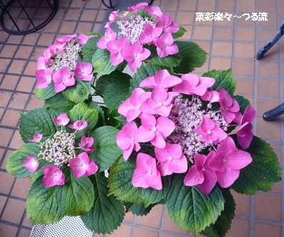 アジサイ01 P1180450.jpg