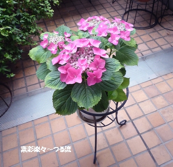 アジサイ02 P1180453.jpg
