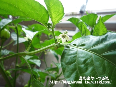 ハバネロ03 P1190697.jpg