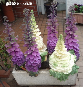 ベランダブログ03 P1170203.jpg