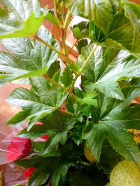 P1370414 (285x380).jpg