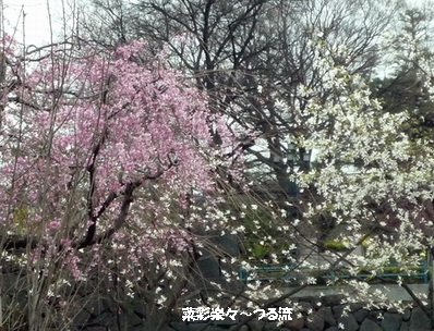 sakuraブログ P1170104.jpg